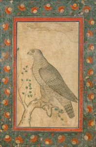 Falco appollaiato su un ceppo frondoso, c.1650